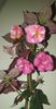 received_299612466019855