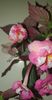received_277266321782942