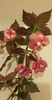 received_280170524787967