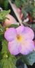 received_199080659733301