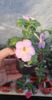received_326366683263222