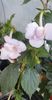 received_838915481121583