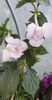 received_196079216714863