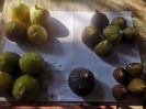 Simian,Dottato,Brogioto,mov si Brunswick
