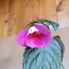 BriDs Rieke