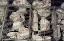 cages-005