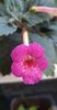 received_1037779254058725