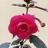 Pink Martini