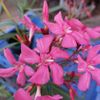 nr 144 deszki pink