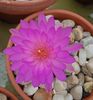 Mammillaria saboae