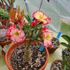 Adenium obesum Sun