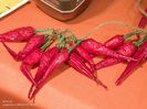 Hot tabasco peppers