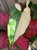 Syngonium Albo Variegata