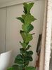 Ficus Lyrata