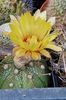 Flori de toamna: Astrophytum asterias