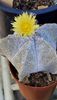 Flori de toamna: Astrophytum myriostigma