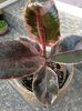Ficus elastica Belize