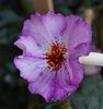 LAVENDER FLAME
