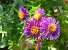 Aster Violetta