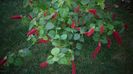 Superba acalypha