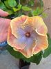 Rezervat Creole lady - 35 lei