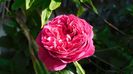 Kate - fara spini, floare superba