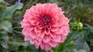 Princess Gracia - splendida