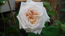 White o hara  - o minunatie de trandafir