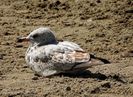 Seagull 1