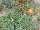 Kniphofia