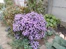 Aster