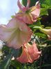 brugmansia roz2