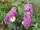 Buddleja Berries and Cream