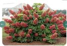 hydrangea quercifolia ruby slippers