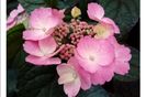 hydrangea serrata daredevil