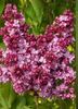 syringa vulgaris 'prince wolkonsky'