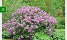 syringa meyeri lillifee