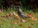 American Robin 2