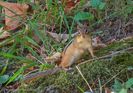 Petite ecureuil - Veverita pitica - Chipmunk