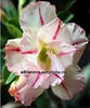 Adenium BONANZA