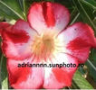 Adenium RED MOONLIGHT ROSE