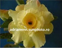 Adenium LUANGPAUMSAP