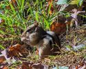 Petite ecureuil - Veverita pitica 3 - Chipmunk