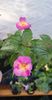 received_852155669820527
