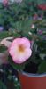 received_2063202884014781