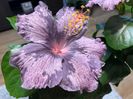 Lavender Ice X Necunoscut