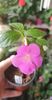 received_338211918619134