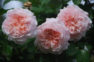 Rose de Tolbiac (urcator) 70