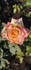 115203228_LXSOFTJ