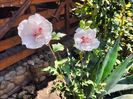 hibiscus china chifon